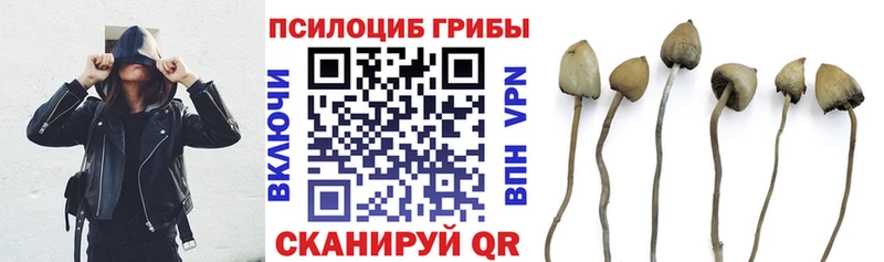 Галлюциногенные грибы Cubensis  блэк спрут tor  Сорск  купить наркотик 